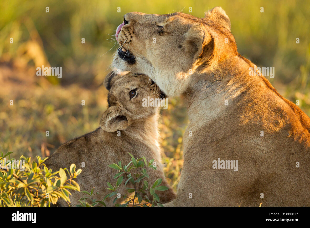 Bébé lion cub de câlins avec mère , heure d'or, lying in grass Banque D'Images