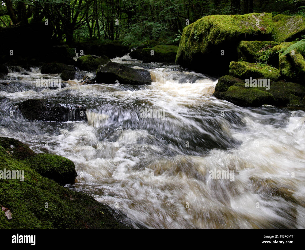 Golitha falls, sur la rivière fowey à travers l'ancienne forêt de chênes d'draynes bois, bodmin, Cornwall, uk Banque D'Images