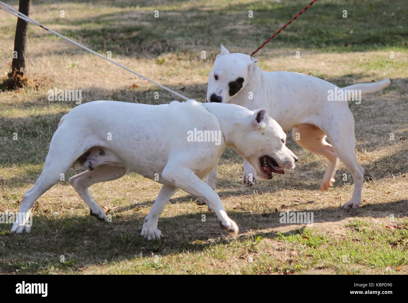 Deux chiens se battent Banque D'Images