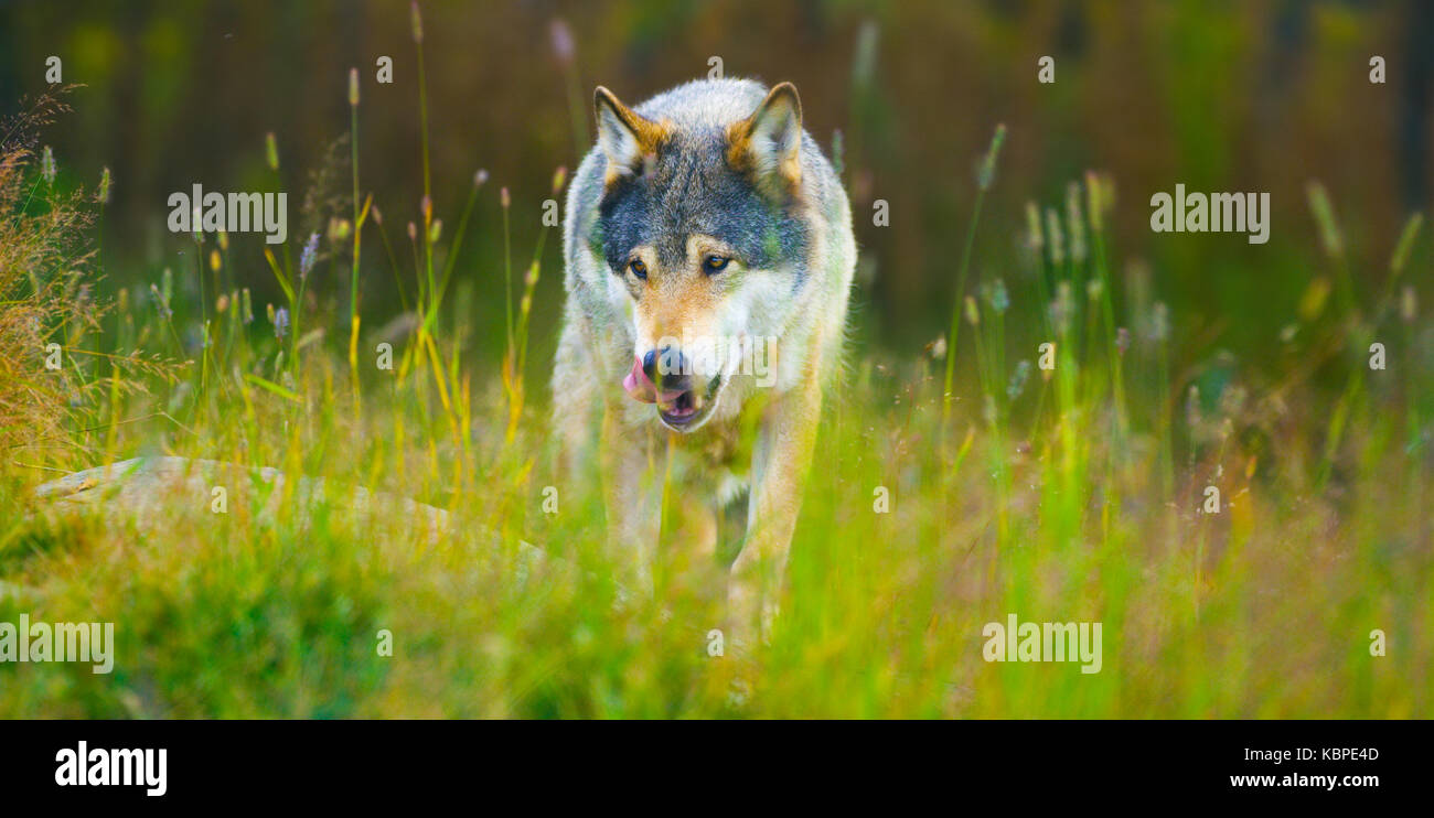 Loup mâle sauvage marcher dans l'herbe dans la forêt aux couleurs d'automne Banque D'Images