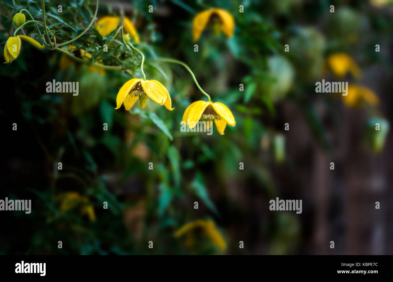 Clematis tangutica,Bill Mackenzie orientalis. Banque D'Images