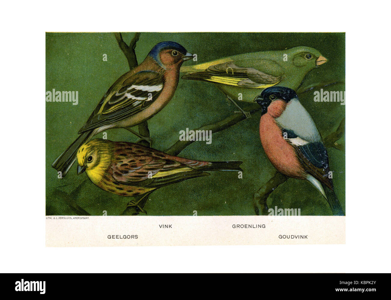 Vogels van Oort Jan de porte (03) Banque D'Images