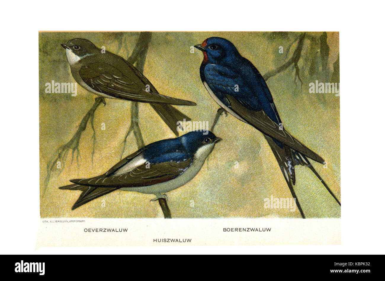 Vogels van Oort Jan de porte (07) Banque D'Images