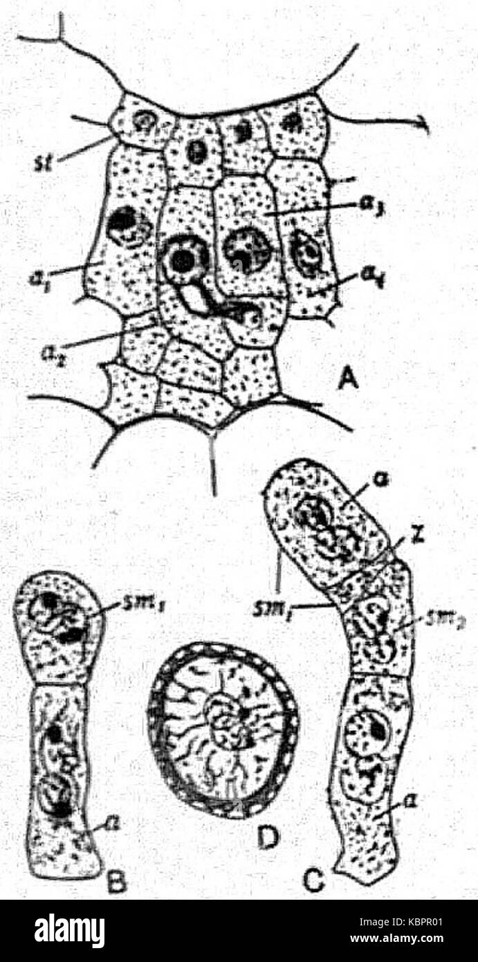 EB1911 Champignons Phragmidium Violaceum Banque D'Images