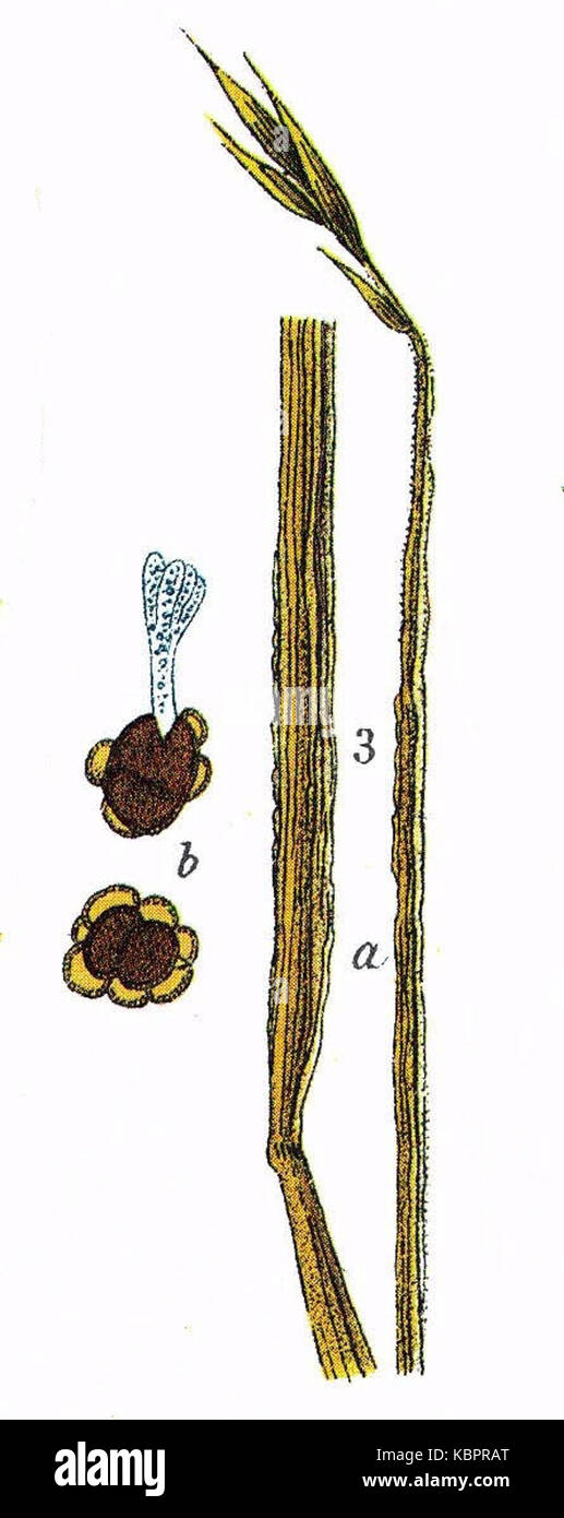 Urocystis occulta a1 Banque D'Images