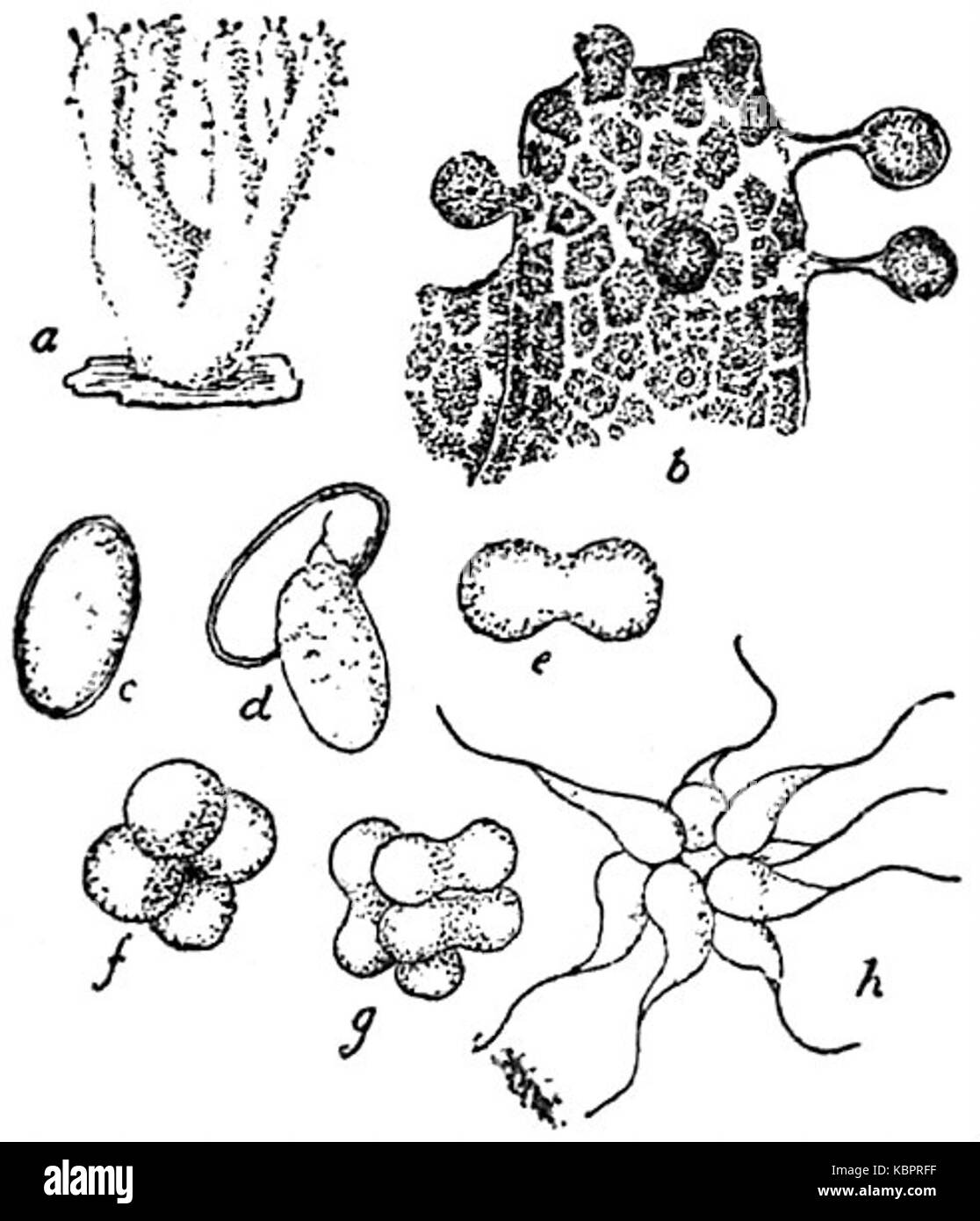 EB1911 Mycetozoa Ceratiomyxa mucida Banque D'Images