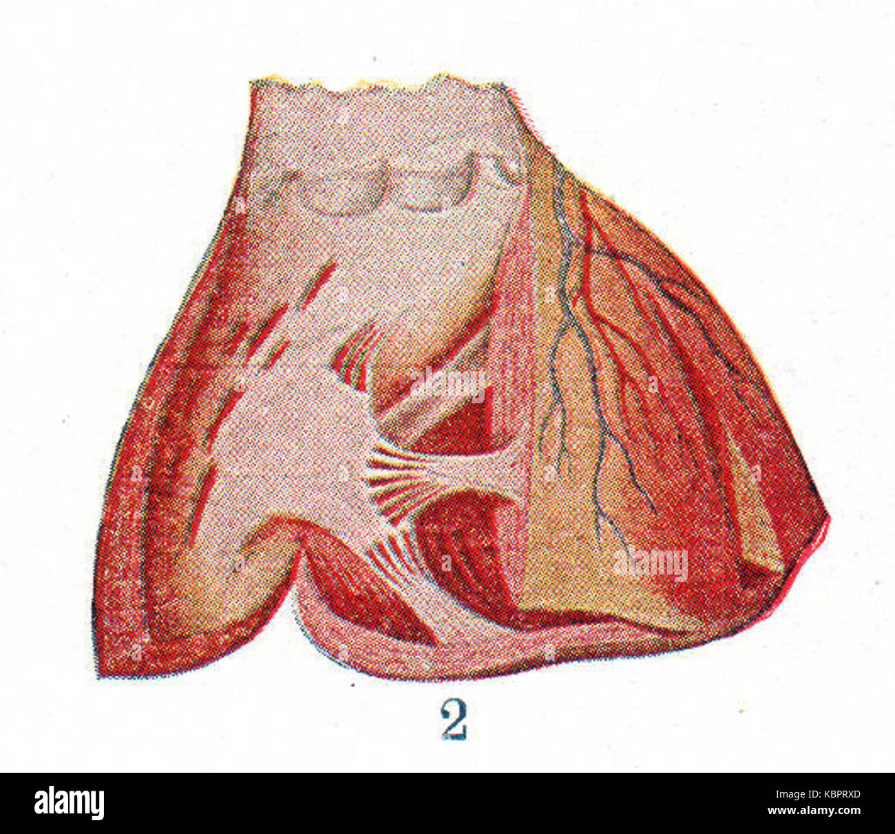 Extrait de l'intérieur montrant le coeur Banque D'Images