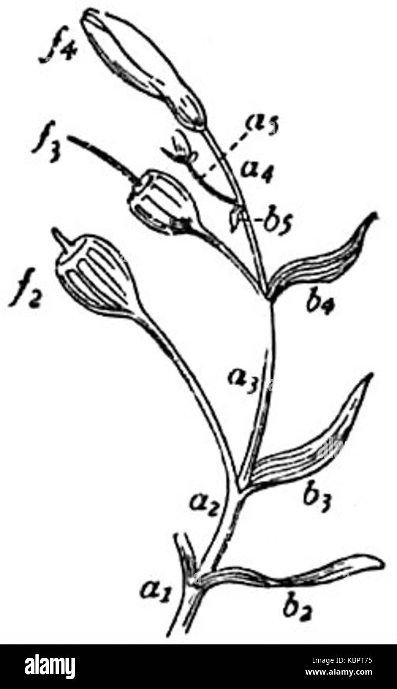 EB1911 hélicoïde cyme Fleur d'une espèce de l'Alstroemeria Banque D'Images