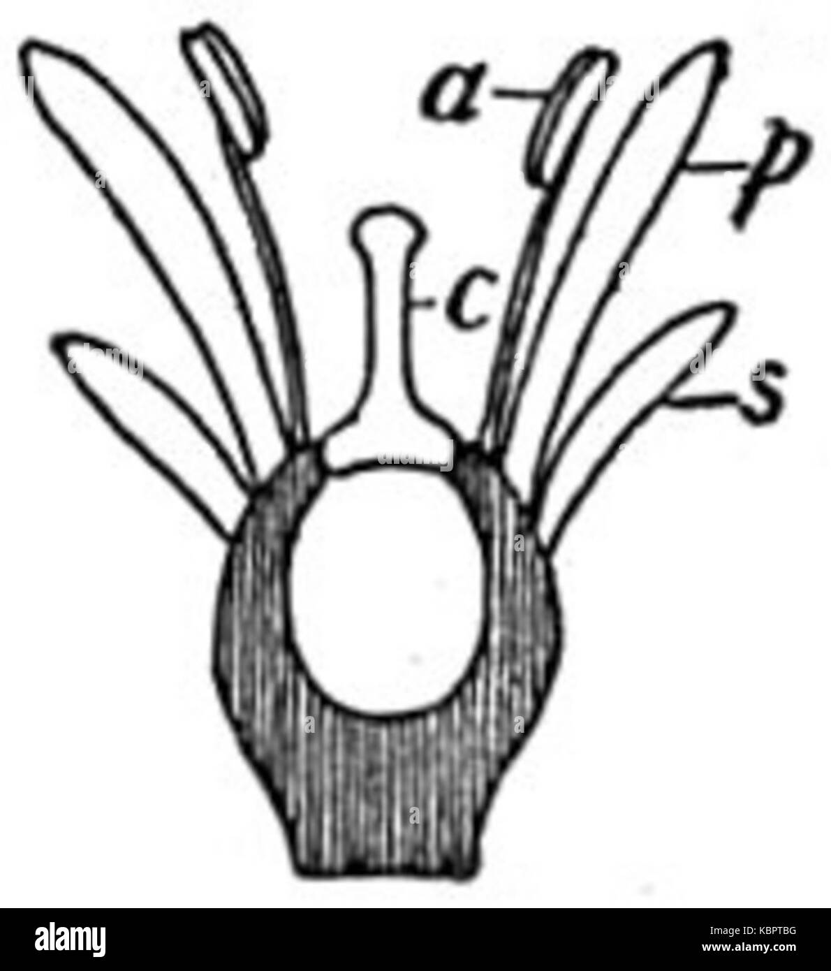 EB1911 Schéma illustrant la fleur la fleur de epigyny Banque D'Images
