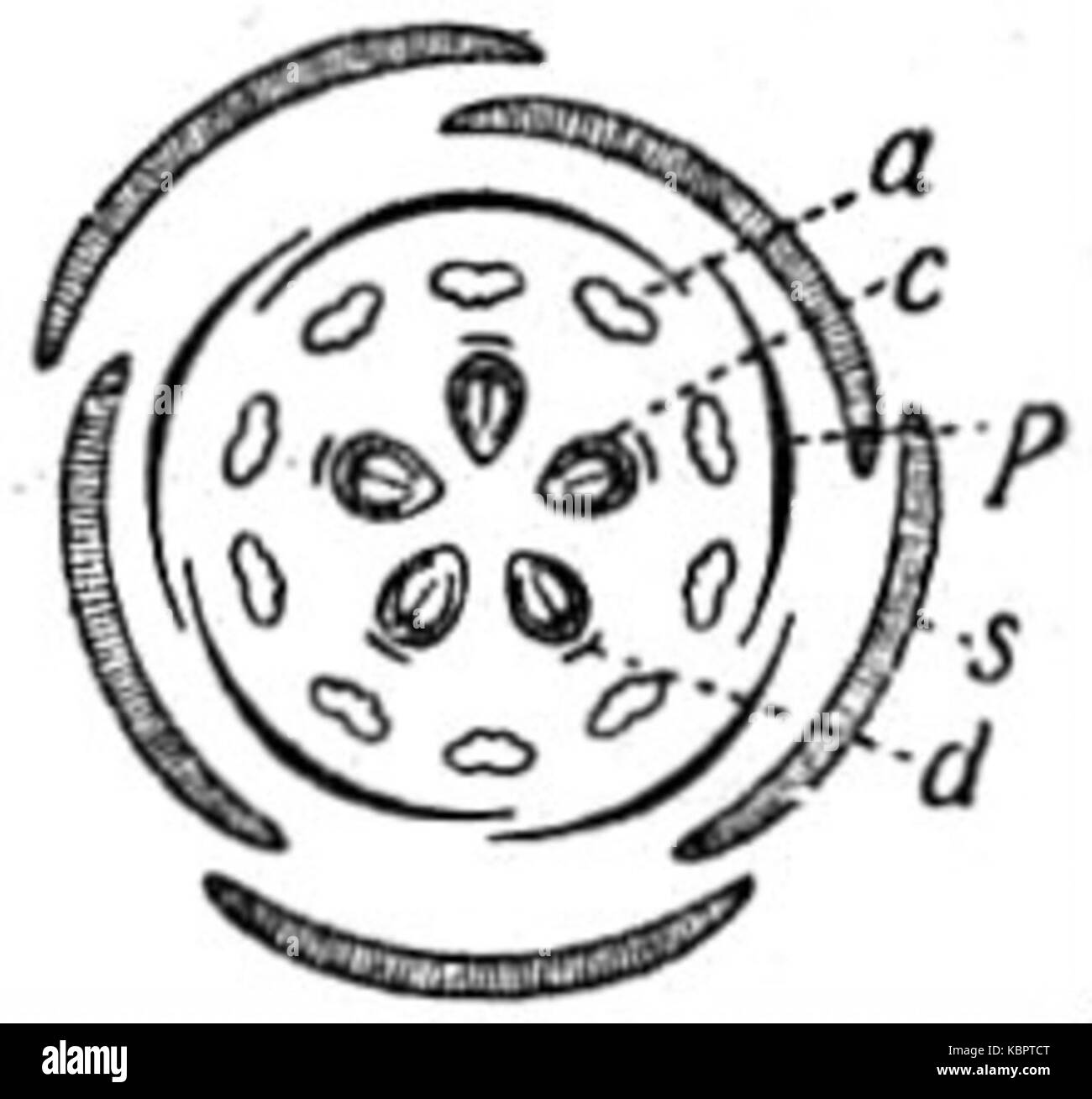 EB1911 Diagramme de Fleur Fleur Sedum Banque D'Images