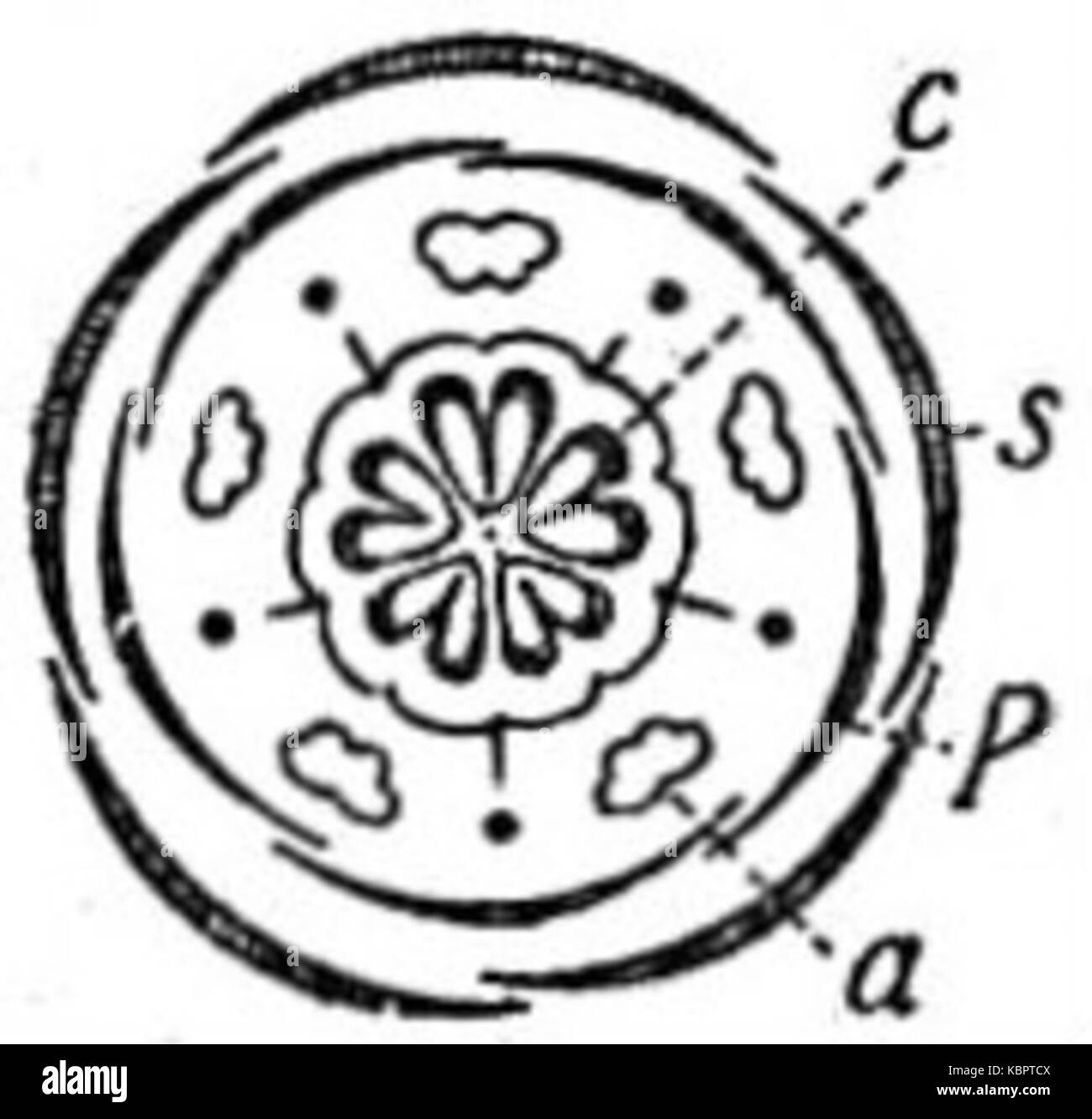 EB1911 Schéma Fleur Fleur de Linum Banque D'Images