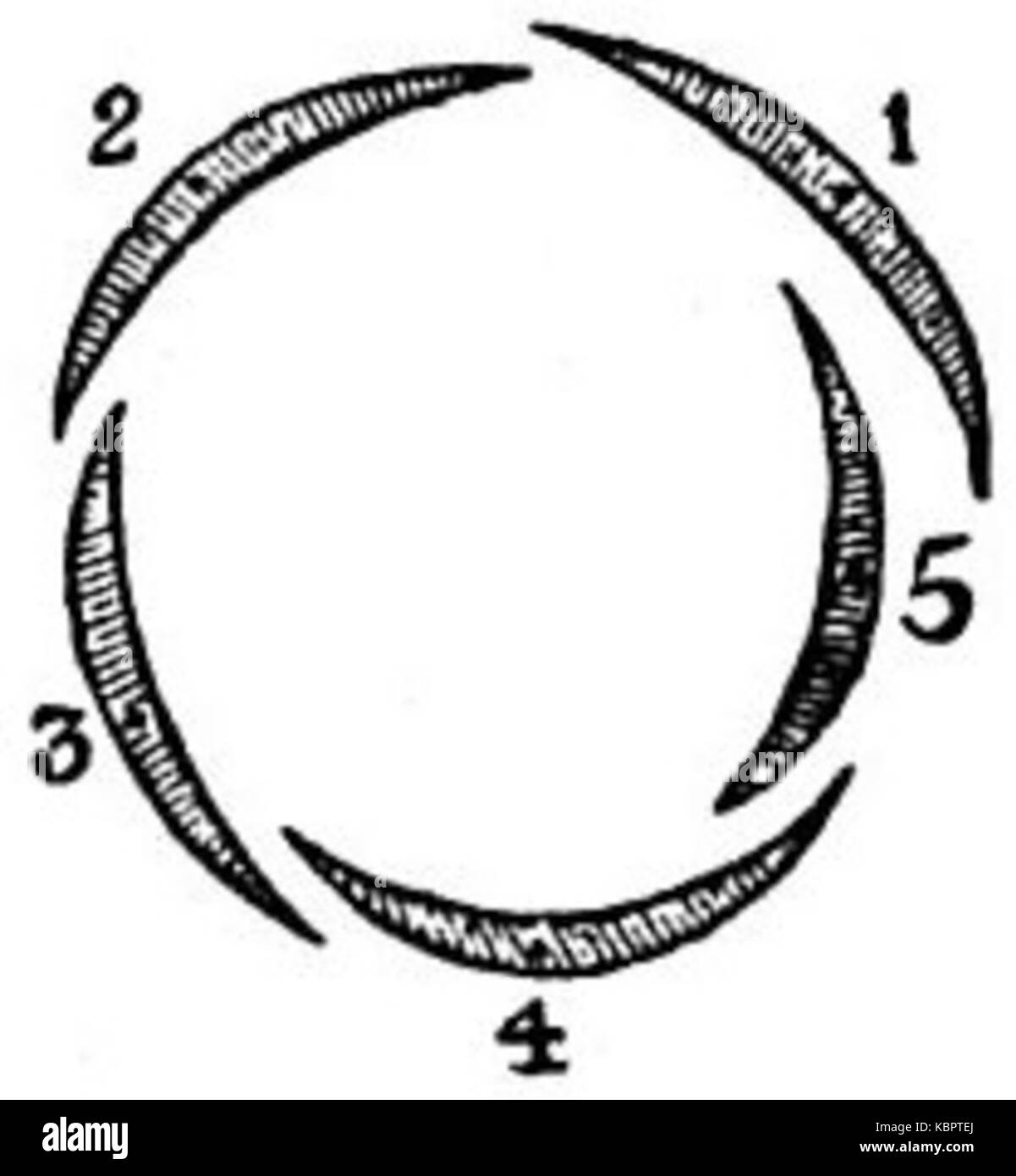 Ce diagramme, présenté dans l'édition 1911 de l'Encyclopaedia Britannica, illustre le concept d'estivation imbriquée chez les plantes. Il montre comment les pétales se chevauchent dans un arrangement spécifique chez certaines espèces végétales. Banque D'Images