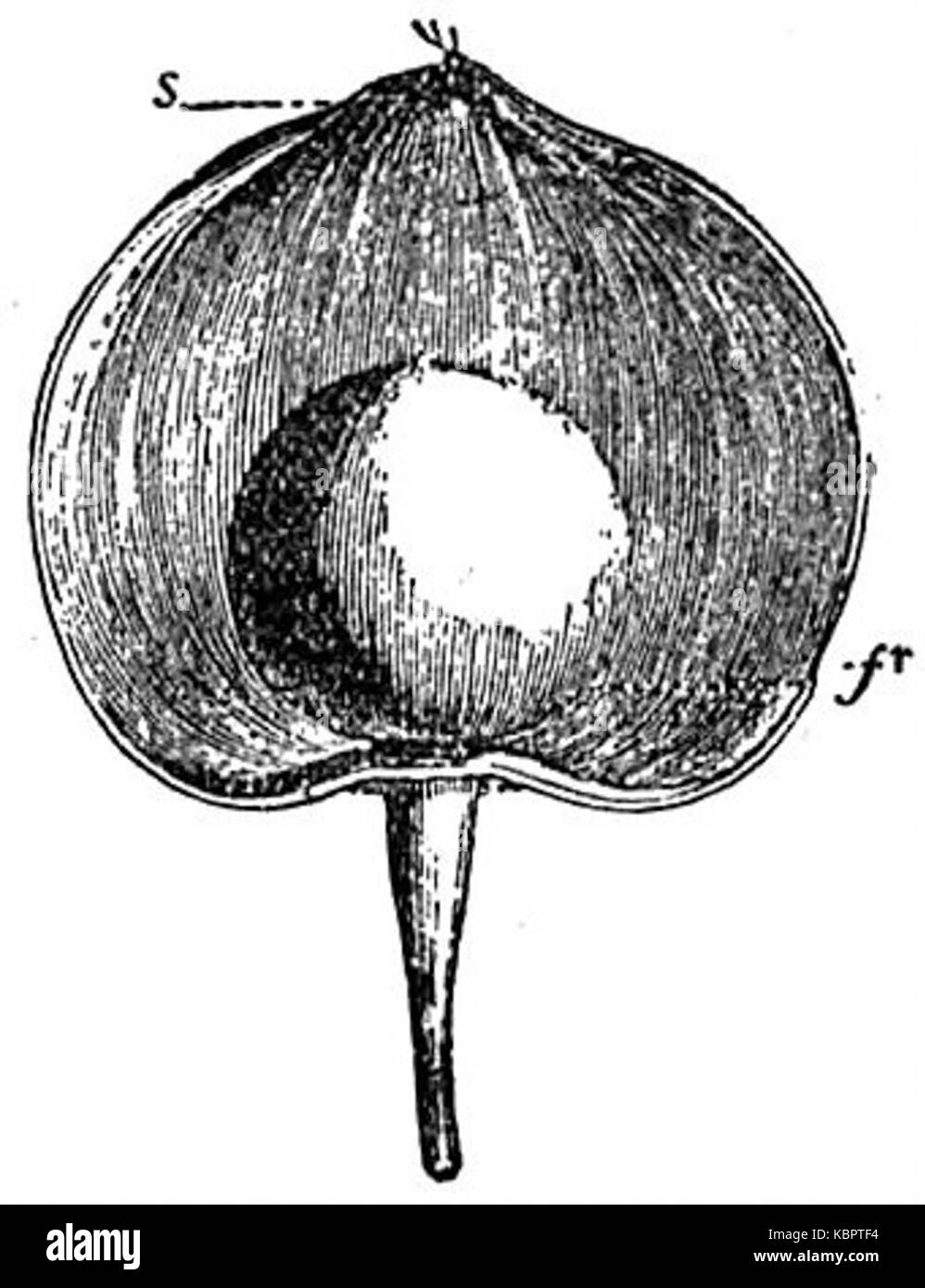 Cette image de l'édition de 1911 de *Encyclopaedia Britannica* illustre la fleur et le fruit de *Physalis alkekengi*, communément appelé plante lanterne chinoise. L'image met en évidence l'aspect et la structure distinctifs du fruit de la plante. Banque D'Images