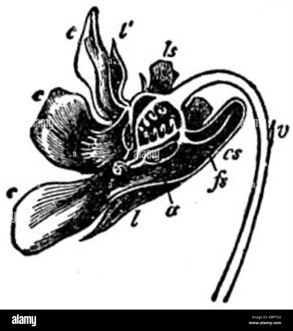 EB1911 fleur fleurs Viola tricolor Banque D'Images