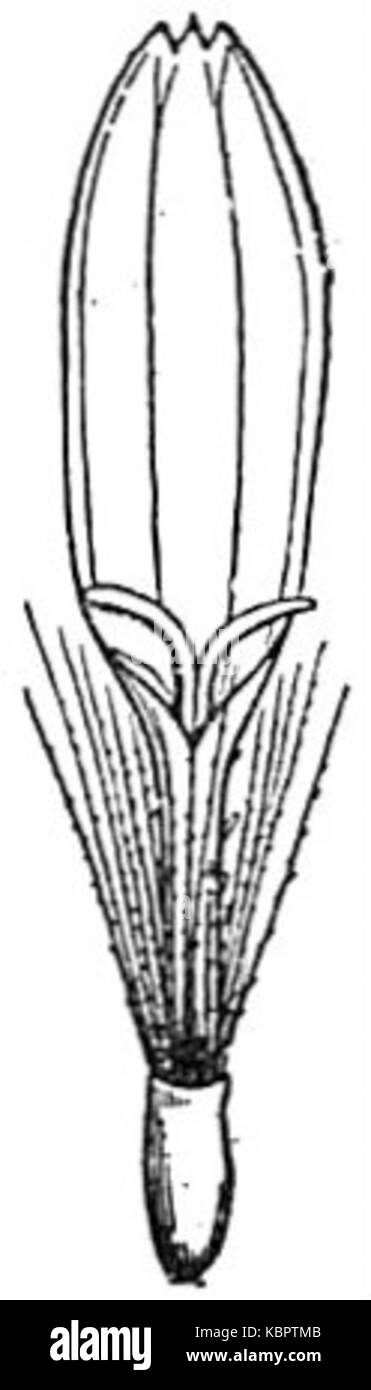 La fleur EB1911 fait référence à une illustration botanique détaillée ou à une description de la fleur ligulée de Senecio, un genre végétal connu pour ses formes florales distinctives. Banque D'Images