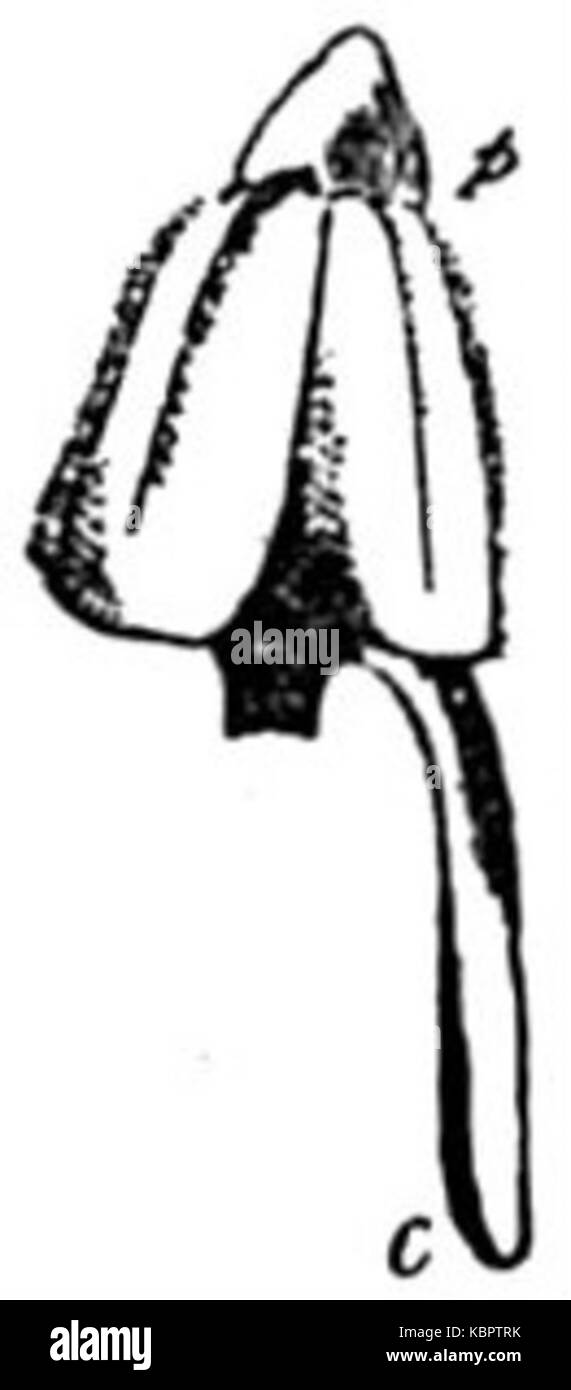 EB1911 deux étamines des fleurs de la Viola tricolor Banque D'Images