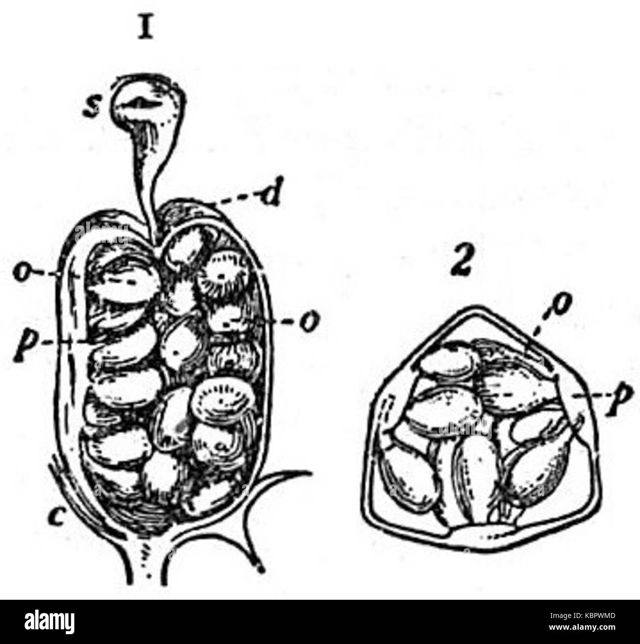 L'image illustre le pistil de la fleur tricolore Viola, tel que représenté dans l'édition de 1911 de l'Encyclopaedia Britannica. L'accent est mis sur la structure reproductrice de la fleur, qui joue un rôle crucial dans la reproduction des plantes. Banque D'Images