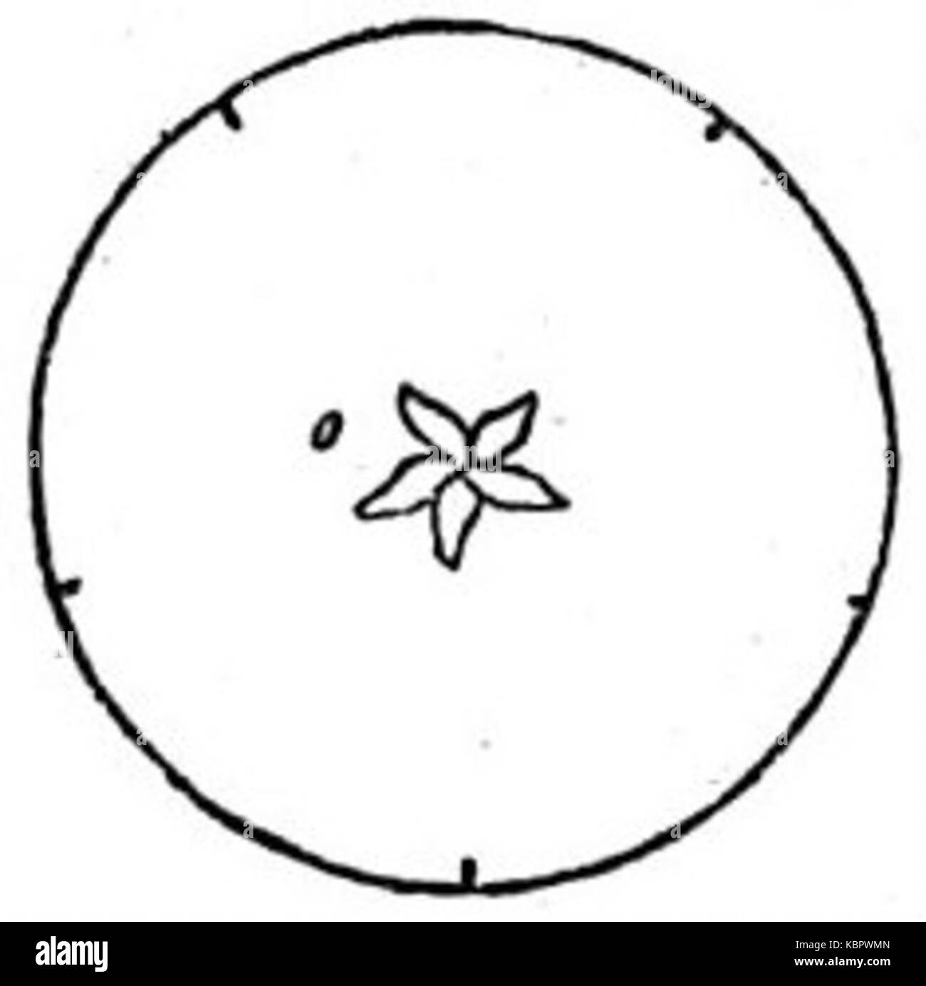 EB1911 section schématique de fleurs d'un composé ovaire uniloculaire Banque D'Images
