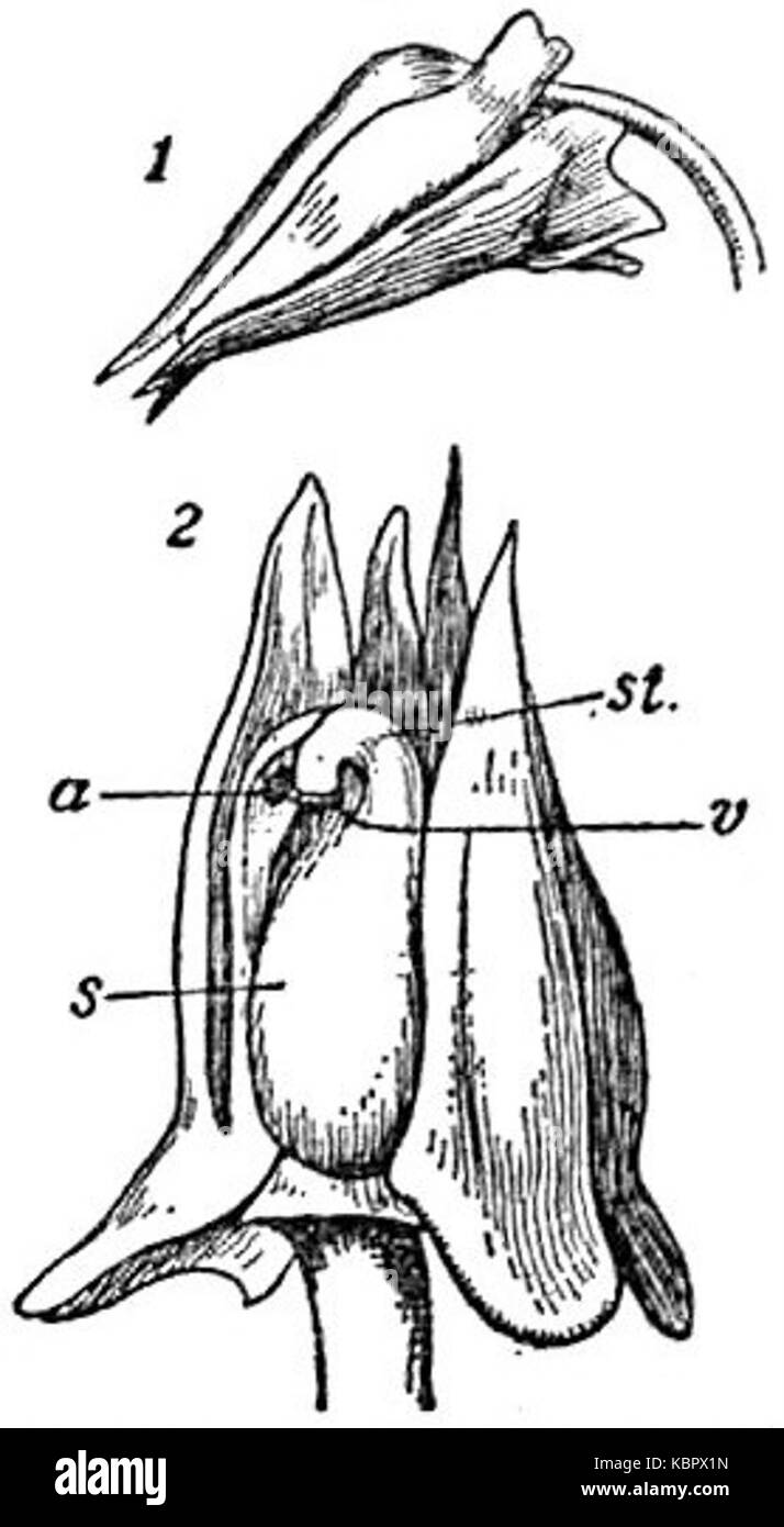 EB1911 La pollinisation des fleurs cléistogames de Viola sylvatica Banque D'Images