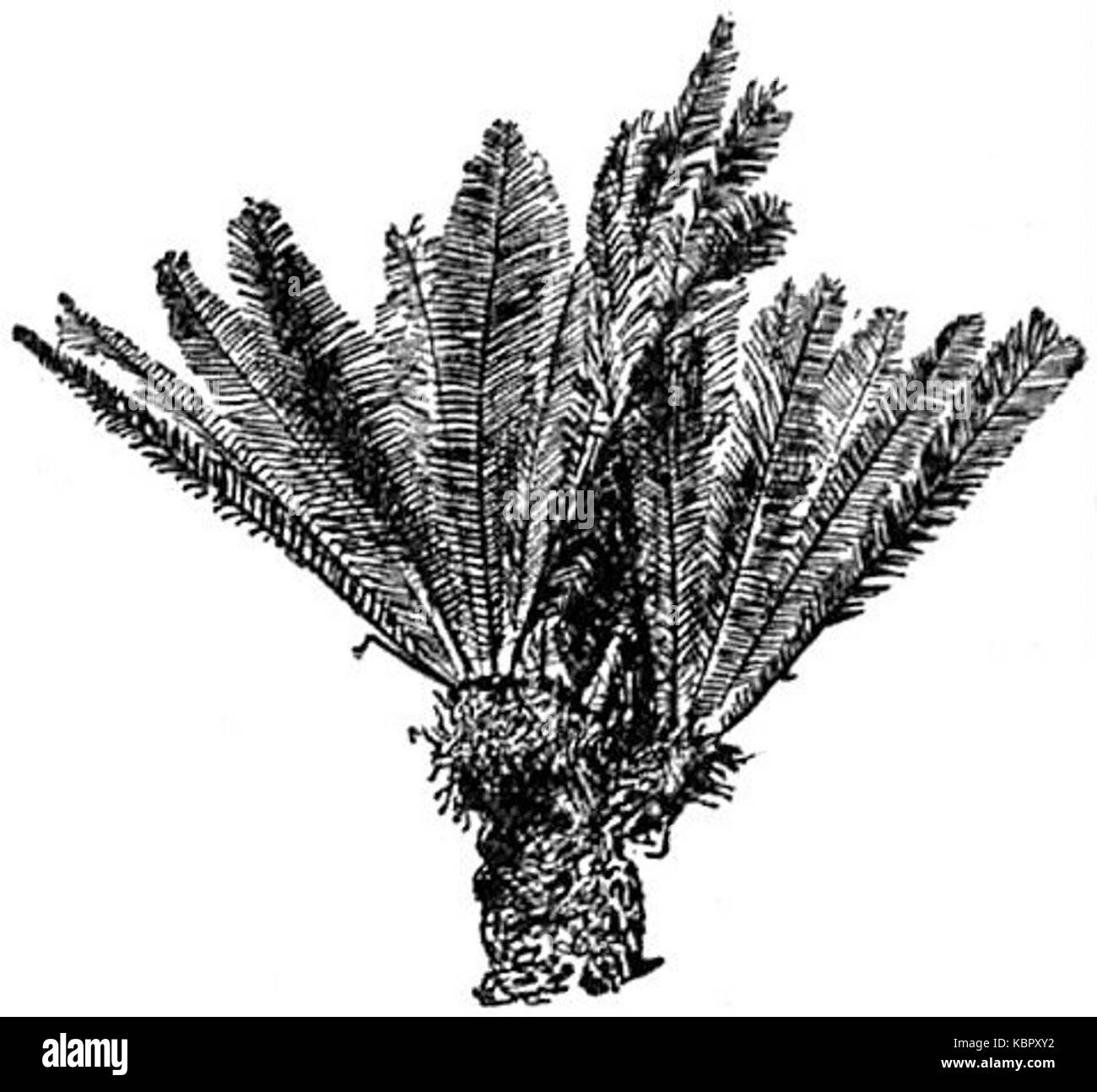 Les gymnospermes4 Banque D'Images