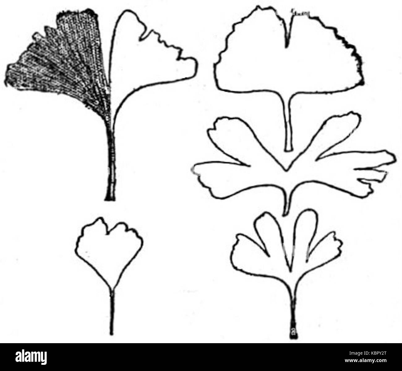 EB1911 Gymnospermes les feuilles de ginkgo biloba Banque D'Images