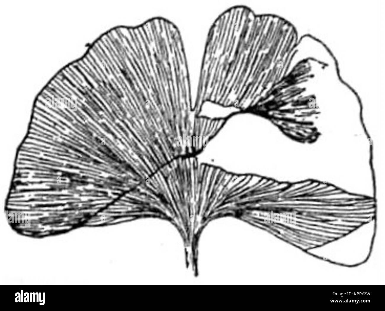 Une entrée scientifique sur le Ginkgo adiantoides, une espèce de la catégorie gymnosperme. L'entrée de l'édition 1911 de l'Encyclopaedia Britannica fournit des informations détaillées sur les caractéristiques de la plante et son importance historique. Banque D'Images
