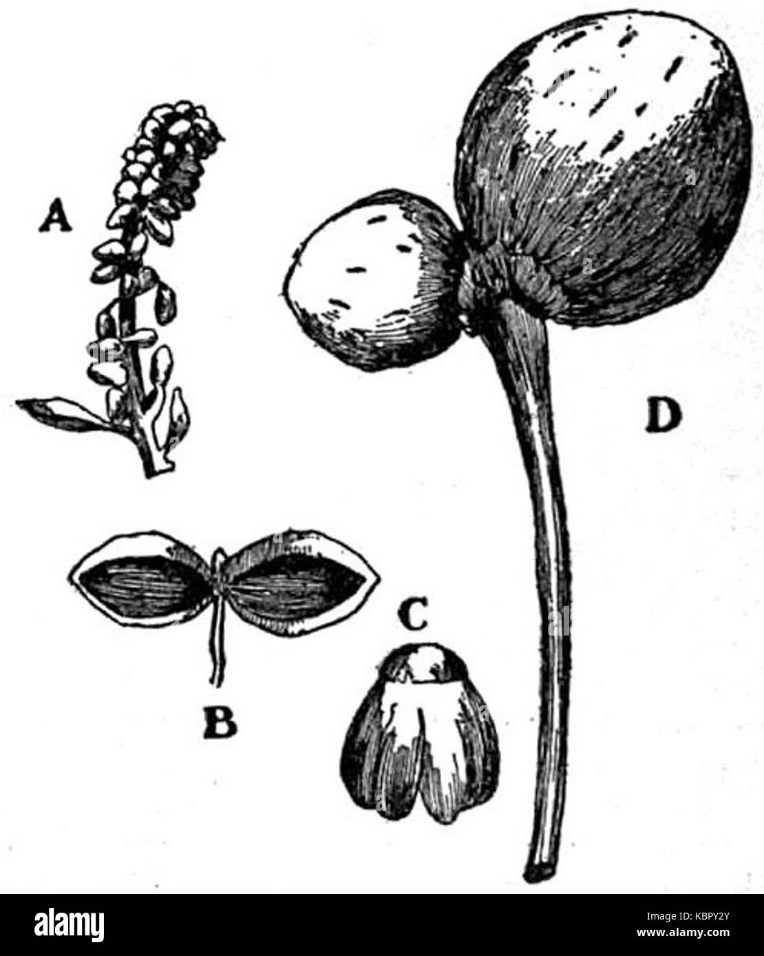 EB1911 Gymnospermes Ginkgo biloba fleurs Banque D'Images