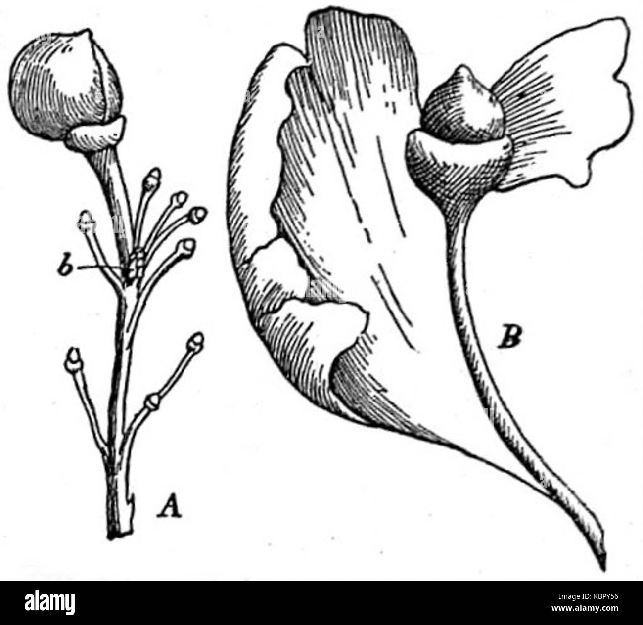 L'édition 1911 de l'Encyclopaedia Britannica traite des gymnospermes, en se concentrant sur les espèces de Ginkgo, avec une note spéciale sur les fleurs femelles anormales dans cette espèce d'arbre antique. Banque D'Images
