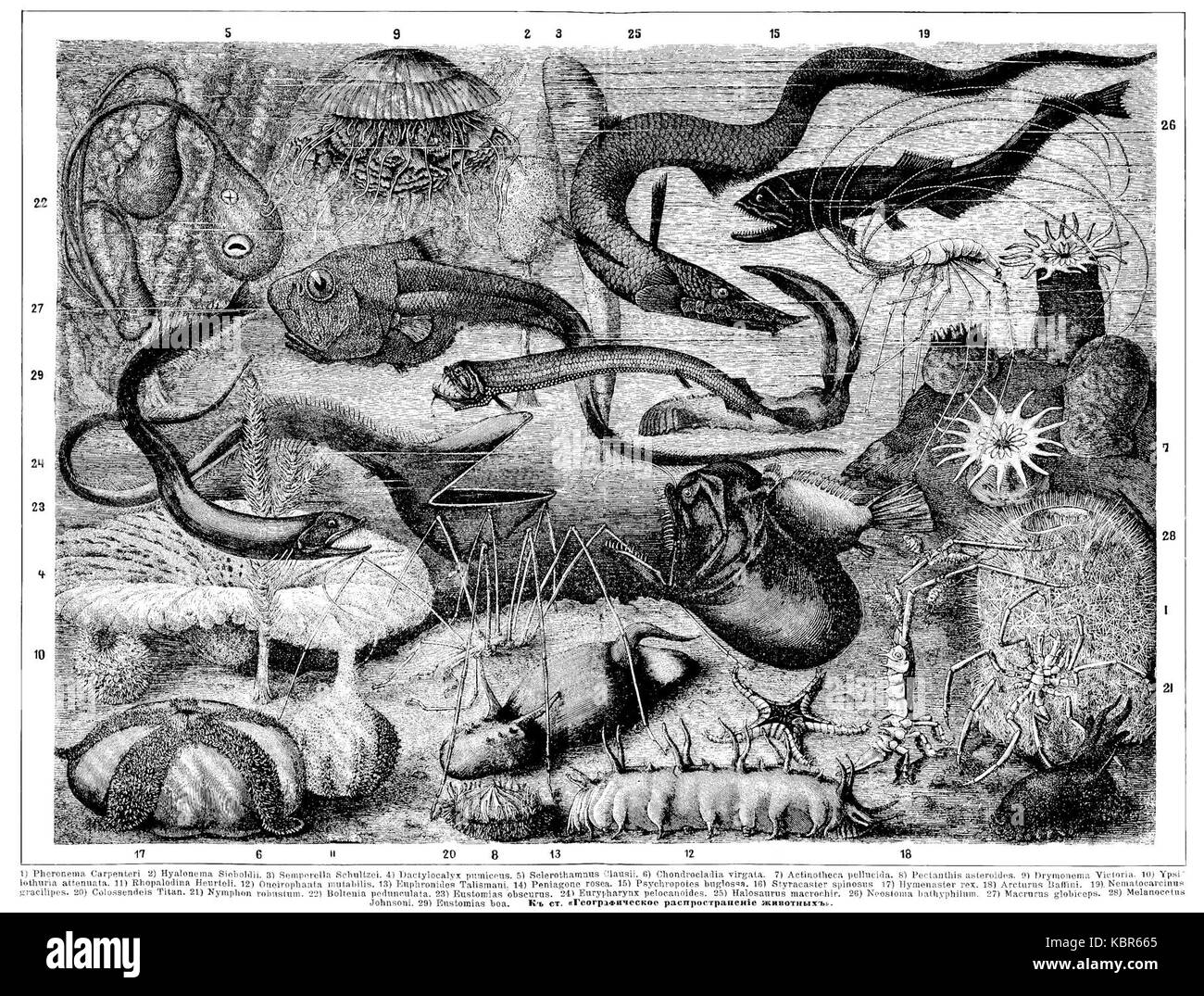Cet ouvrage de référence, le 'Brockhaus and Efron Encyclopedic Dictionary', offre des explications détaillées sur des sujets historiques, scientifiques et culturels. Le volume 15, pages 374 à 2428, fournit des renseignements faisant autorité sur divers sujets. Banque D'Images