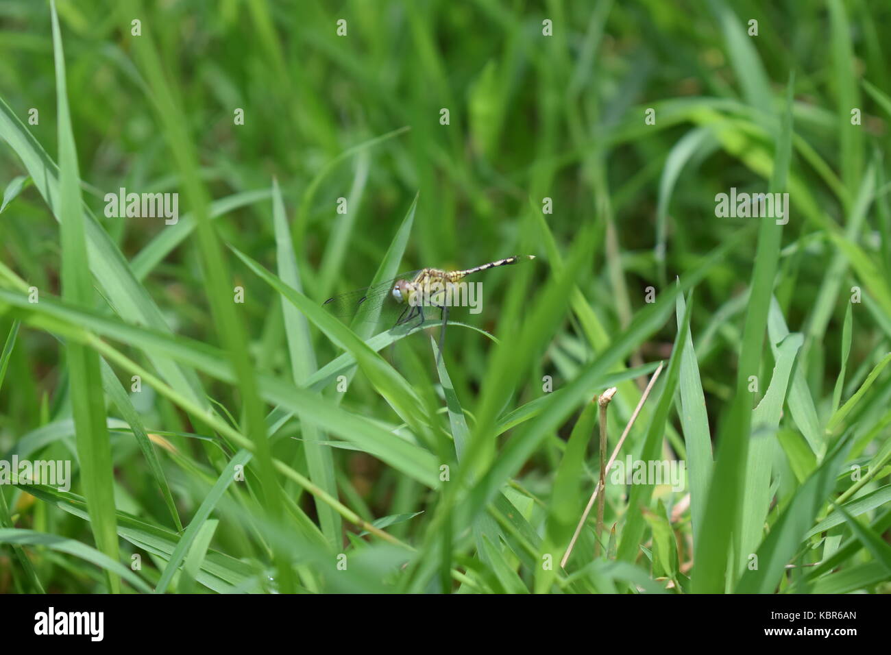 Tout autour de l'itinérance, vert, herbe, beauté de la nature Banque D'Images