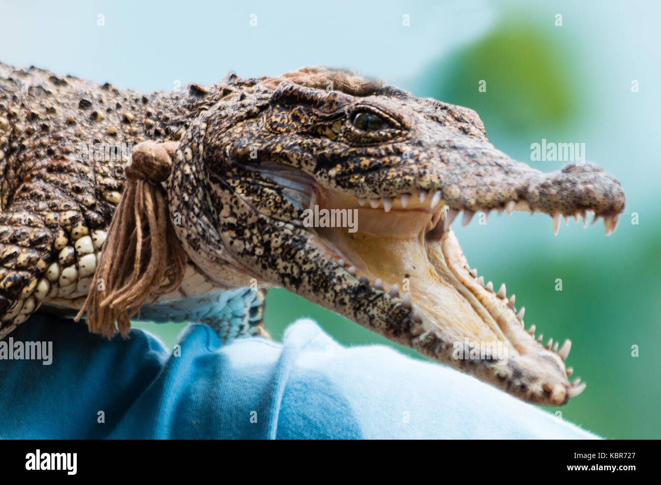Crocodile de Cuba (crocodylus rhombifer) reptiles en voie de disparition endémique à Cuba Banque D'Images