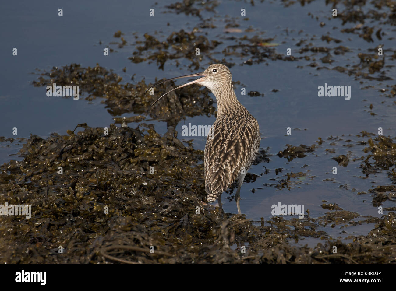 Courlis cendré Banque D'Images