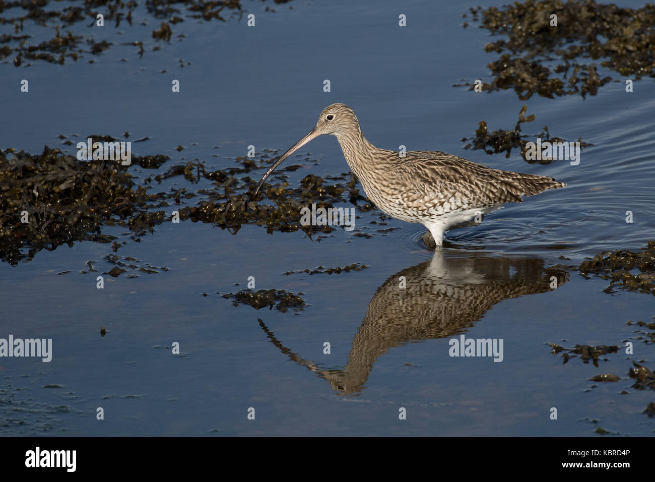 Courlis cendré Banque D'Images