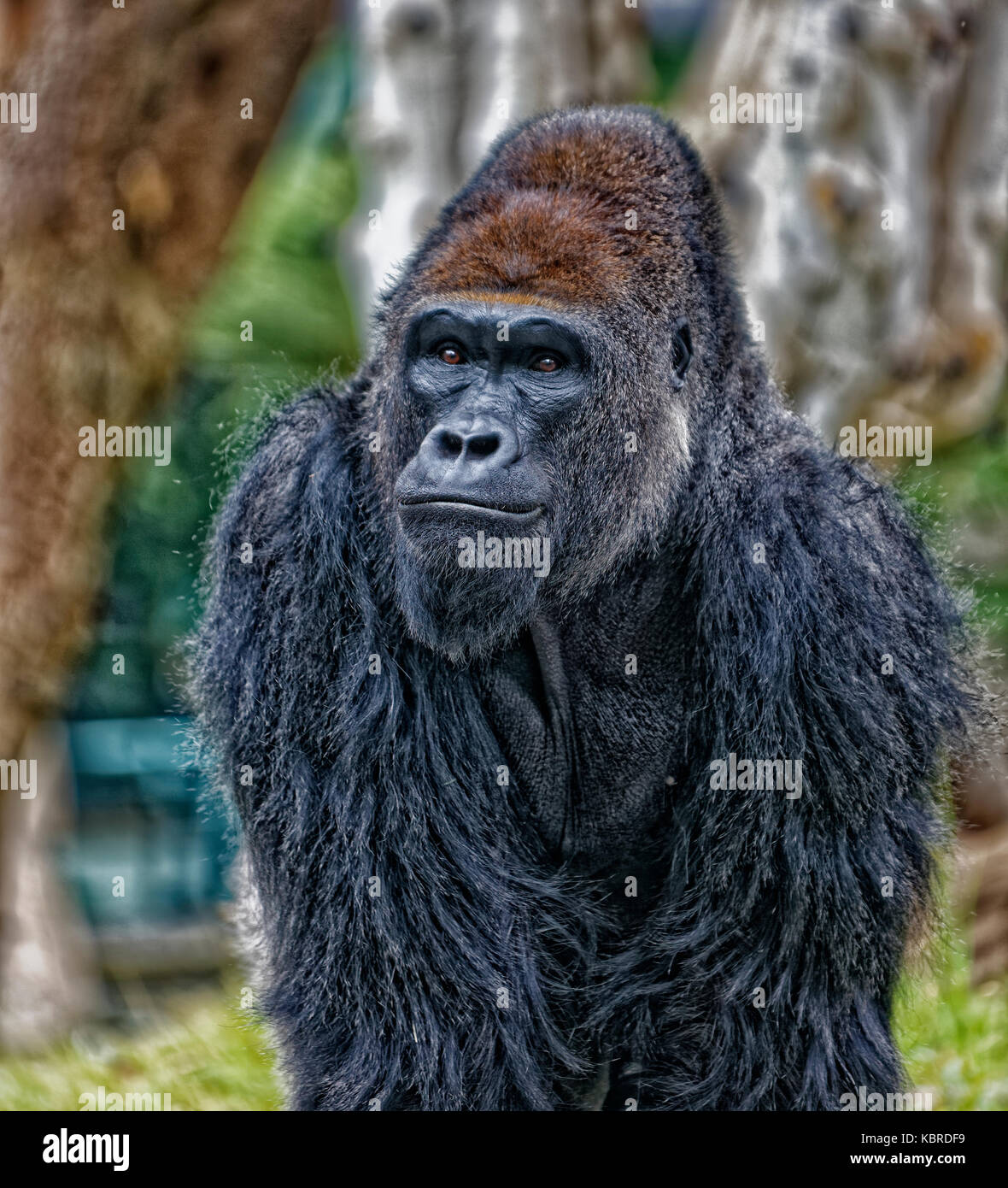 Portrait de Gorilla montrant le visage et le haut du corps avec un arrière-plan flou Banque D'Images