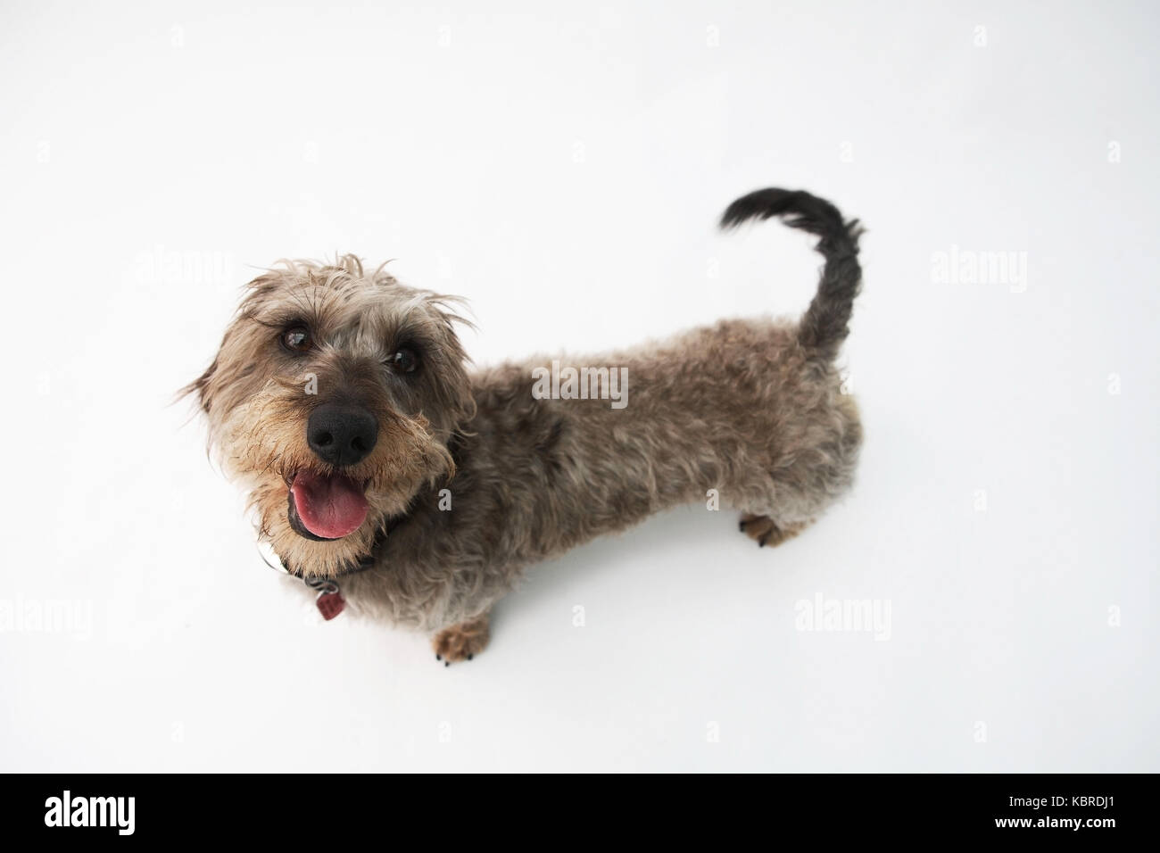 Teckel poil fil sur fond blanc Banque D'Images