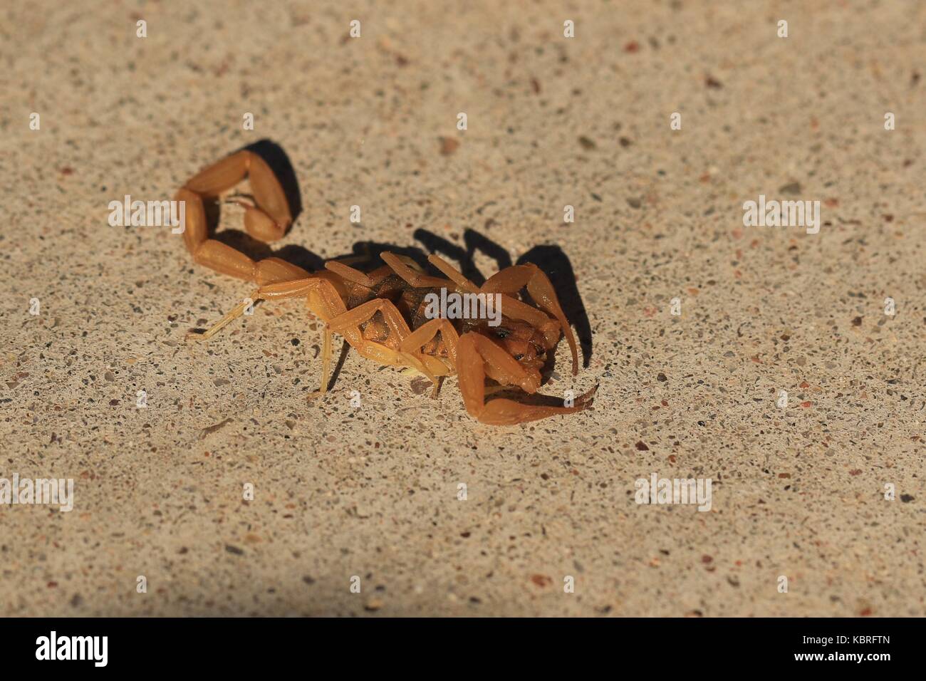 Scorpion de l'écorce de l'Arizona Banque D'Images