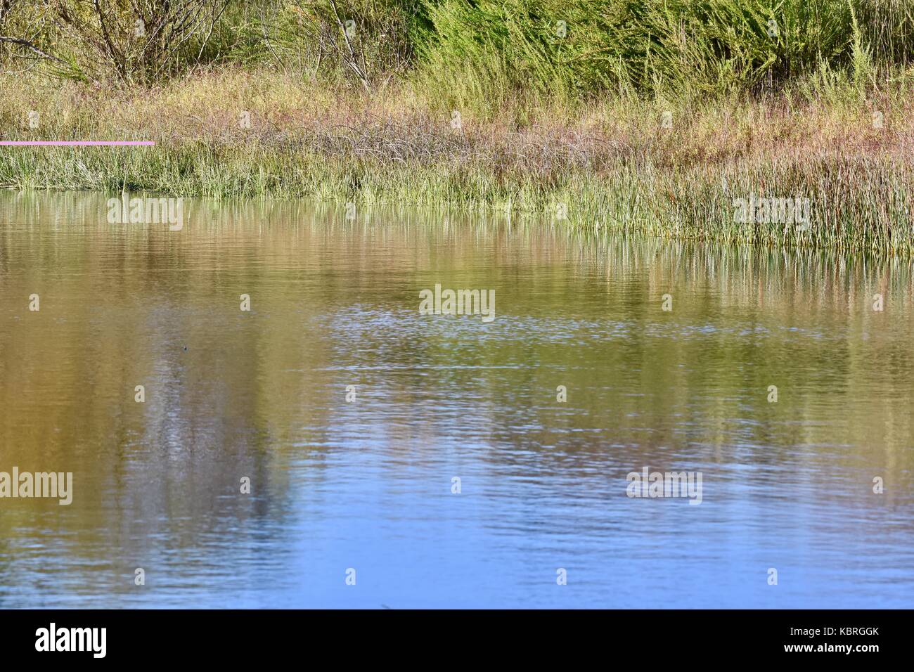 Côte de l'étang de hautes herbes aquatiques poussant près du bord Banque D'Images