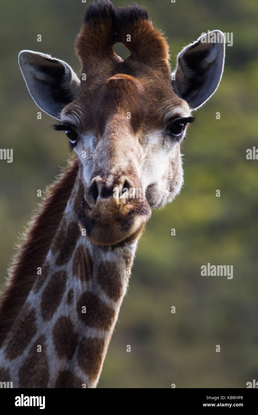 Girafe au Botlierskop Private Game Reserve, Afrique du Sud Banque D'Images