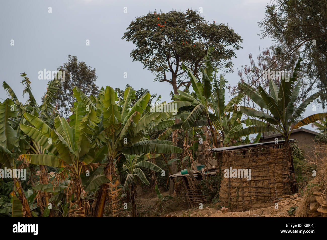 Rwanda rural village, le lac Kivu, de Kibuye, Rwanda Banque D'Images Rwanda rural village, le lac Kivu, de Kibuye, Rwanda Banque D'Images