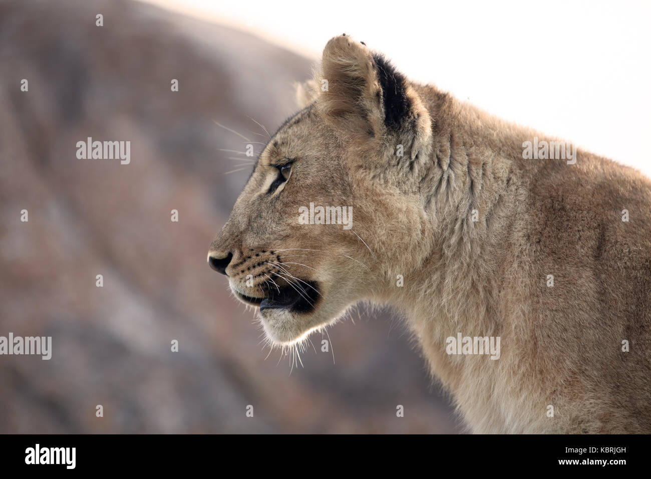 Jeune lion close up sur les roches Banque D'Images