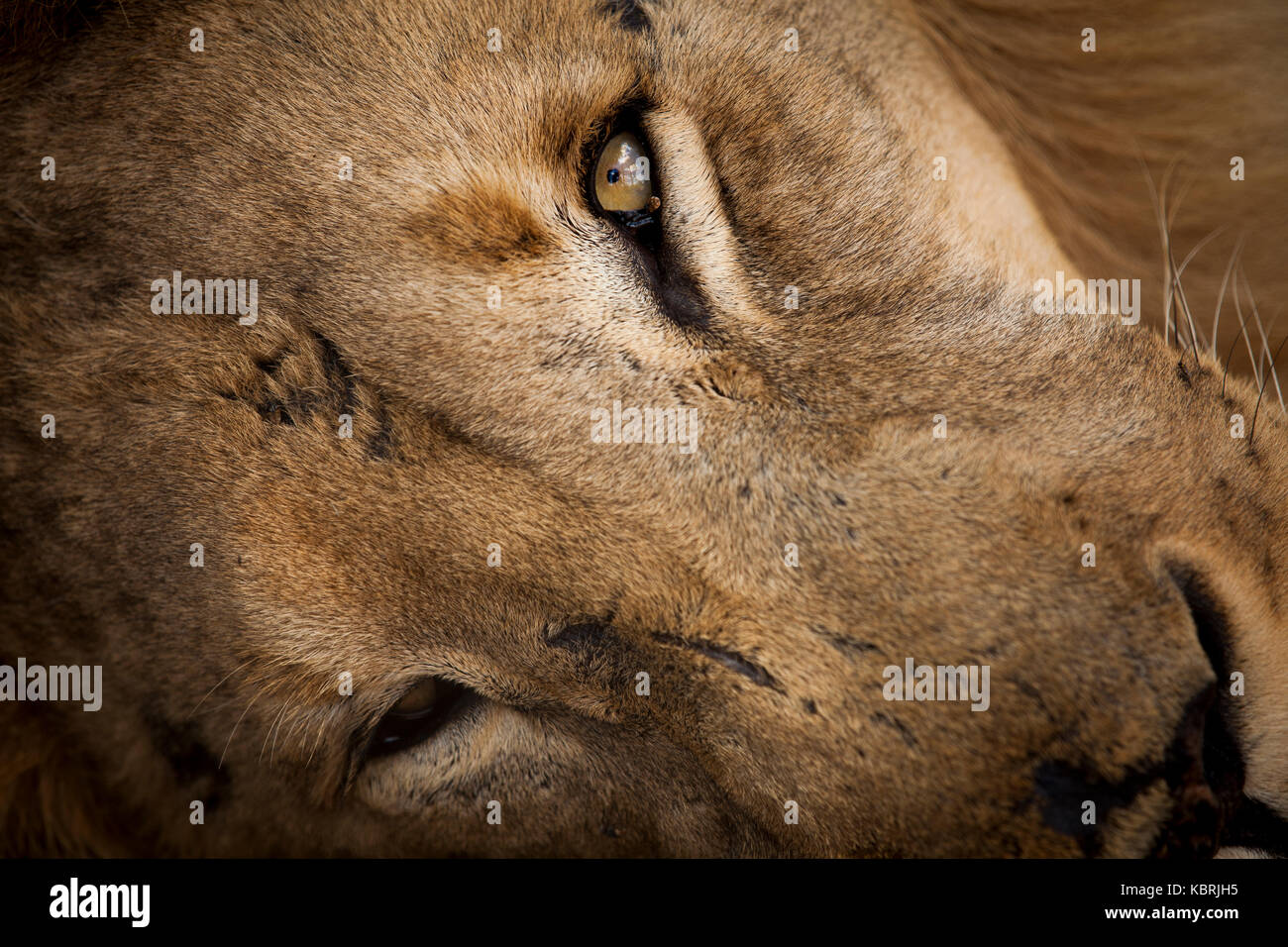 Gros plan d'une tête de lion mâle dans Antelope Park Zimbabwe Banque D'Images