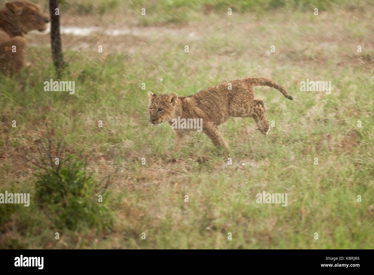 lion cub fonctionnant sous la pluie à travers l'herbe longue Banque D'Images