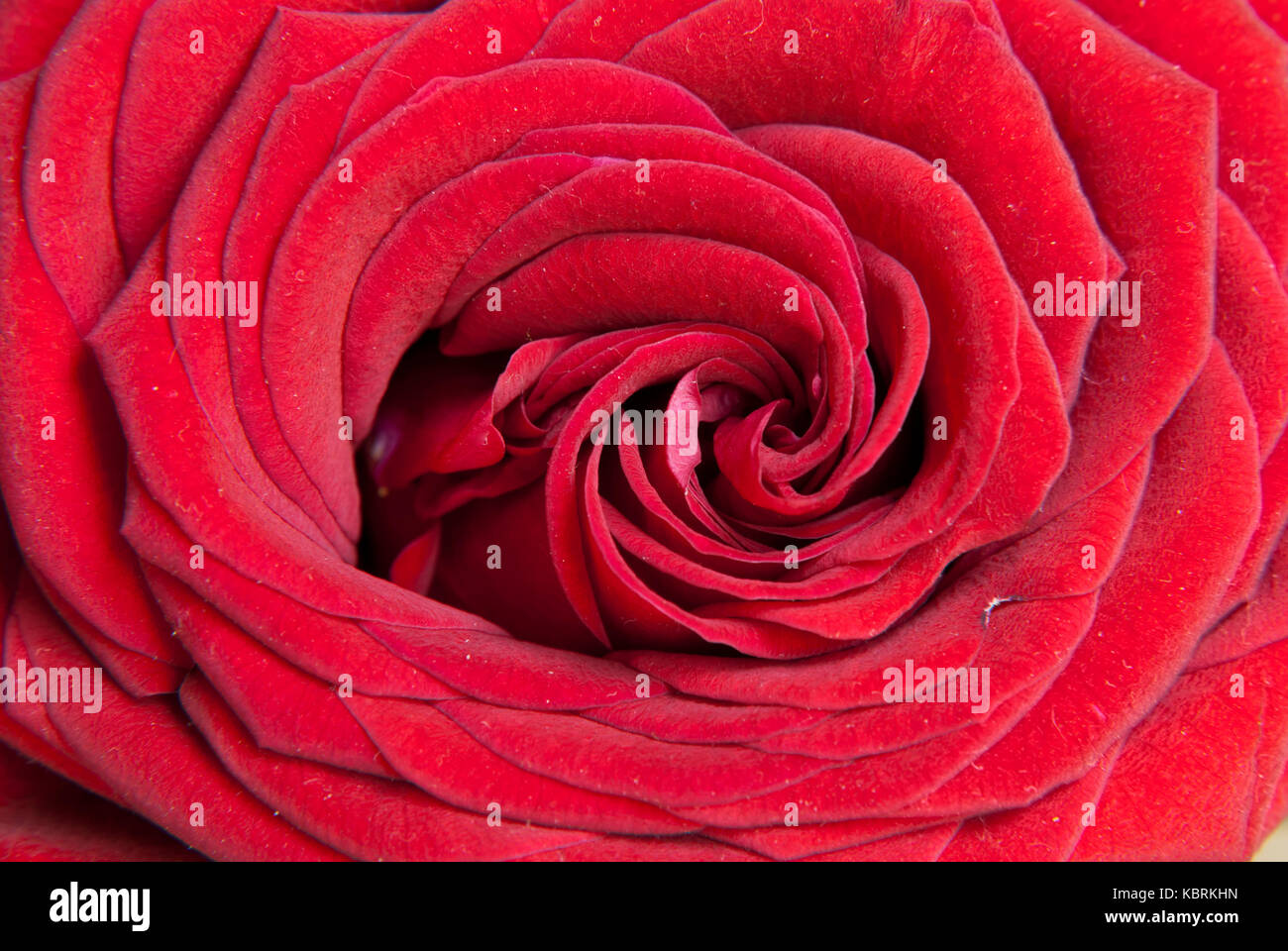 Gros plan de fleurs rose rouge Banque D'Images