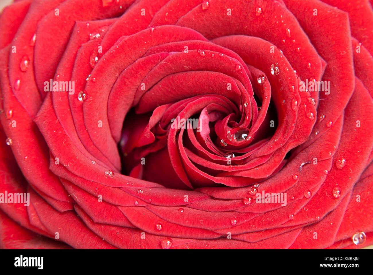 Gros plan de fleurs rose rouge avec waterdrops Banque D'Images