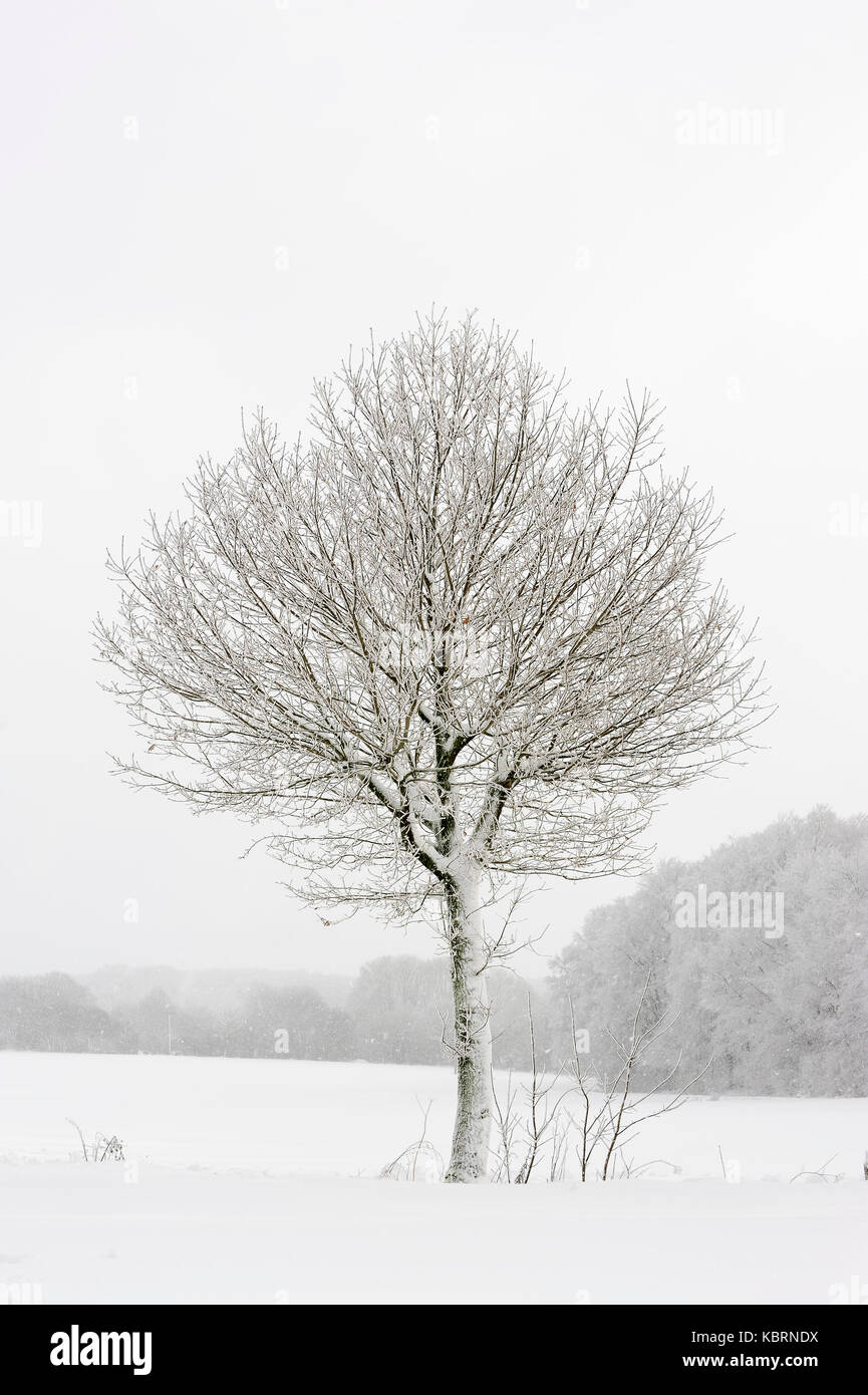 Le chêne pédonculé en hiver, en Rhénanie du Nord-Westphalie, Allemagne / (Quercus robur, Quercus walkeri) | Stieleiche im Winter, Nordrhein-Westfalen Banque D'Images