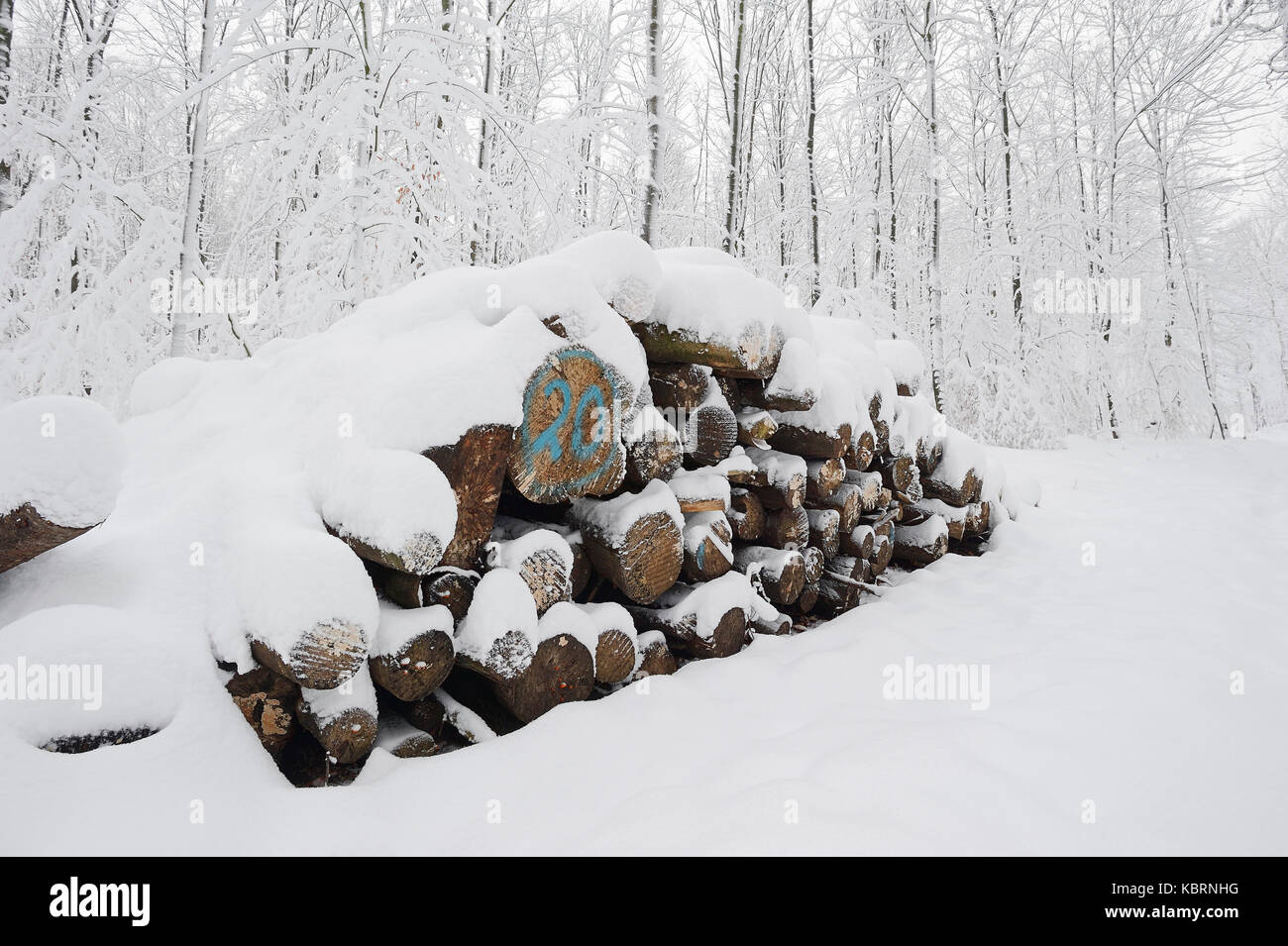Tas de bois en hiver, en Rhénanie du Nord-Westphalie, Allemagne | Holzstapel im Winter, Nordrhein-Westfalen, Deutschland Banque D'Images