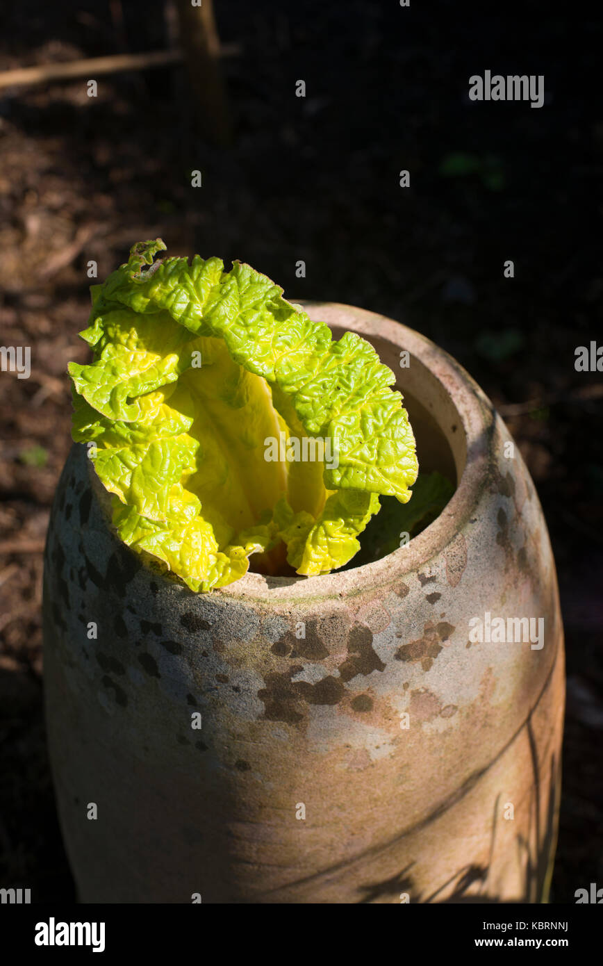 Forcer la rhubarbe au printemps Banque D'Images