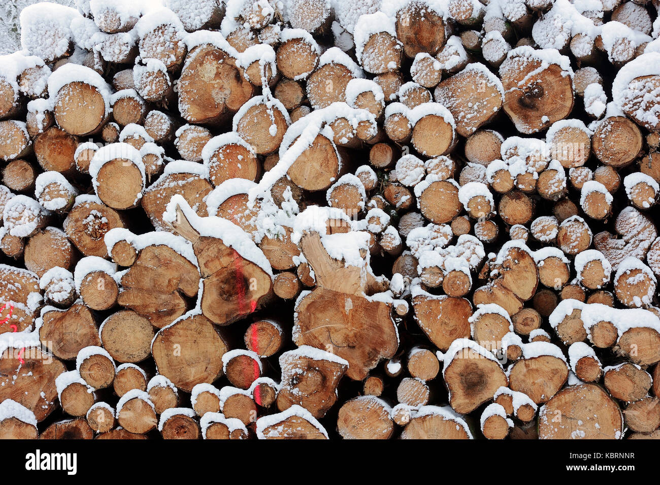 Tas de bois en hiver, en Rhénanie du Nord-Westphalie, Allemagne | Holzstapel im Winter, Nordrhein-Westfalen, Deutschland Banque D'Images