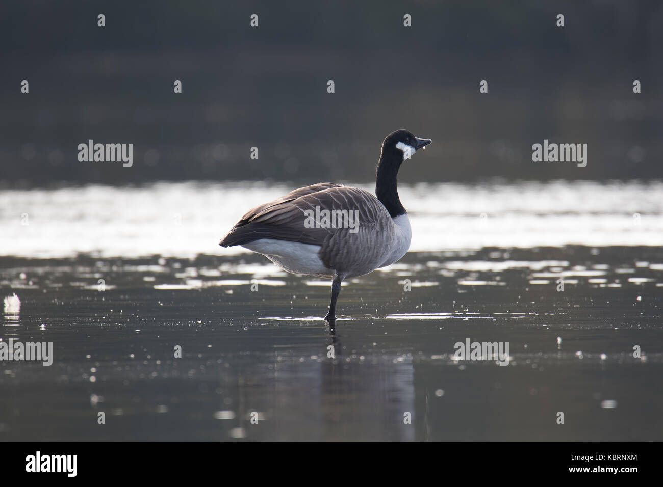 Canada goose debout sur une jambe dans l'eau. Banque D'Images