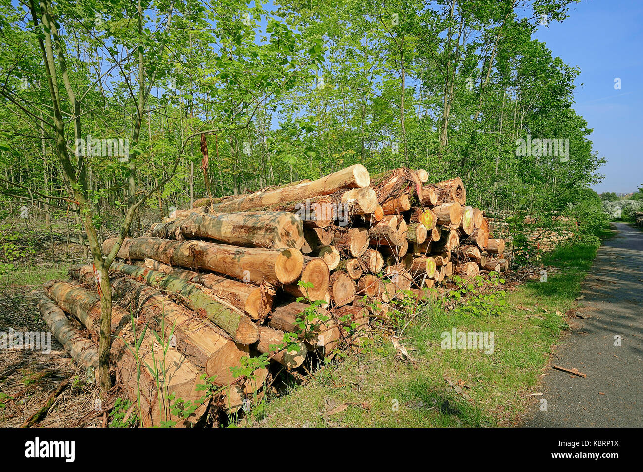 Tas de bois, en Rhénanie du Nord-Westphalie, Allemagne | Une Holzstapel Waldrand, Nordrhein-Westfalen, Deutschland Banque D'Images